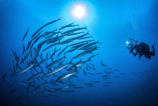 Barracudas - fascinating ease of swimming