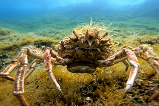 Nocturnal blue blood predators - spider crabs