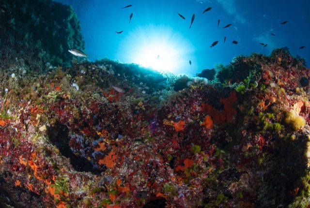 Magnificent dive with soft corals